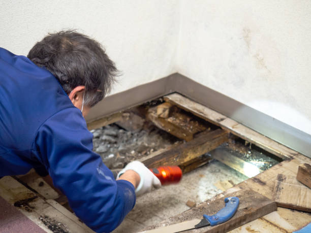 Best Emergency Mold Remediation in Temesl Valley, CA
