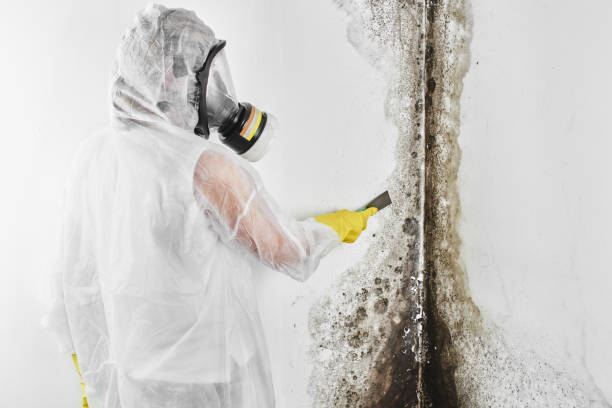 Temescal Valley, CA Mold Remediation Company