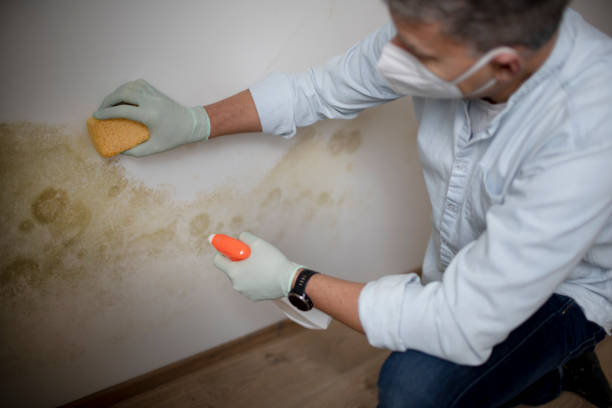 Best Bathroom Mold Remediation in Temesl Valley, CA