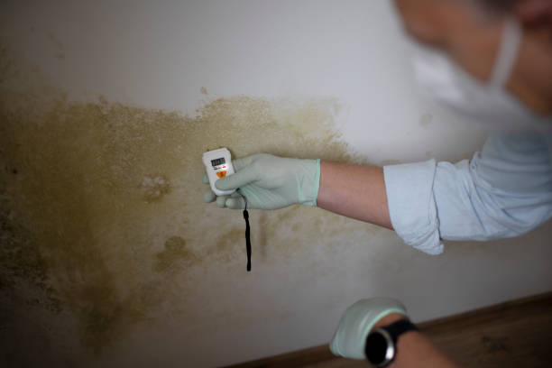 Best Mold Testing and Inspection Services in Temesl Valley, CA