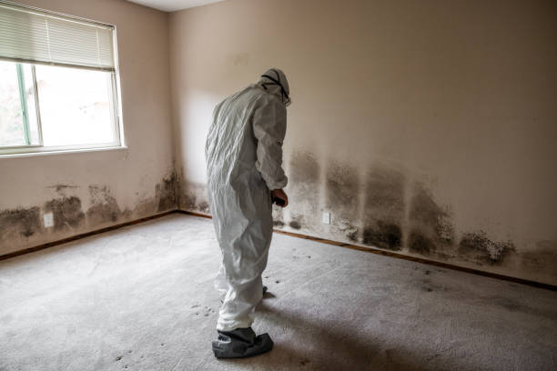 Best Residential Mold Remediation in Temesl Valley, CA