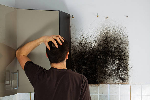 Best Attic Mold Remediation in Temesl Valley, CA